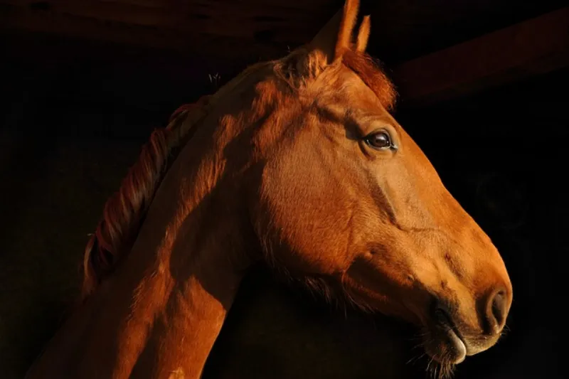 2026년 상징 색깔